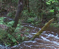 Maimai stream and riparian zone.png
